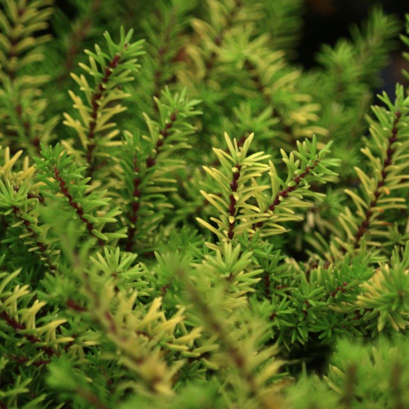 Winterblühende Heide Eva Gold - Erica darleyensis (Foliage)