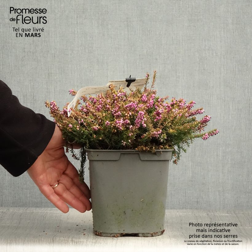 Exemplar von Winterblühende Heide Eva Gold - Erica darleyensis Topf mit 3L/4L wie im Frühjahr geliefert