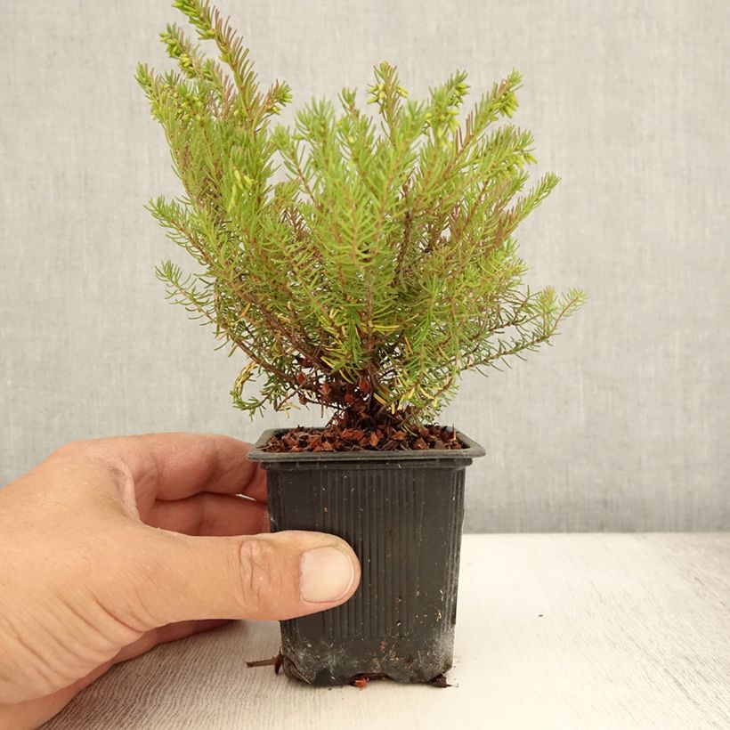 Example of Winterblühende Heide Spring Surprise - Erica darleyensis Kleine Töpfe von 8/9 cm as you get in ete
