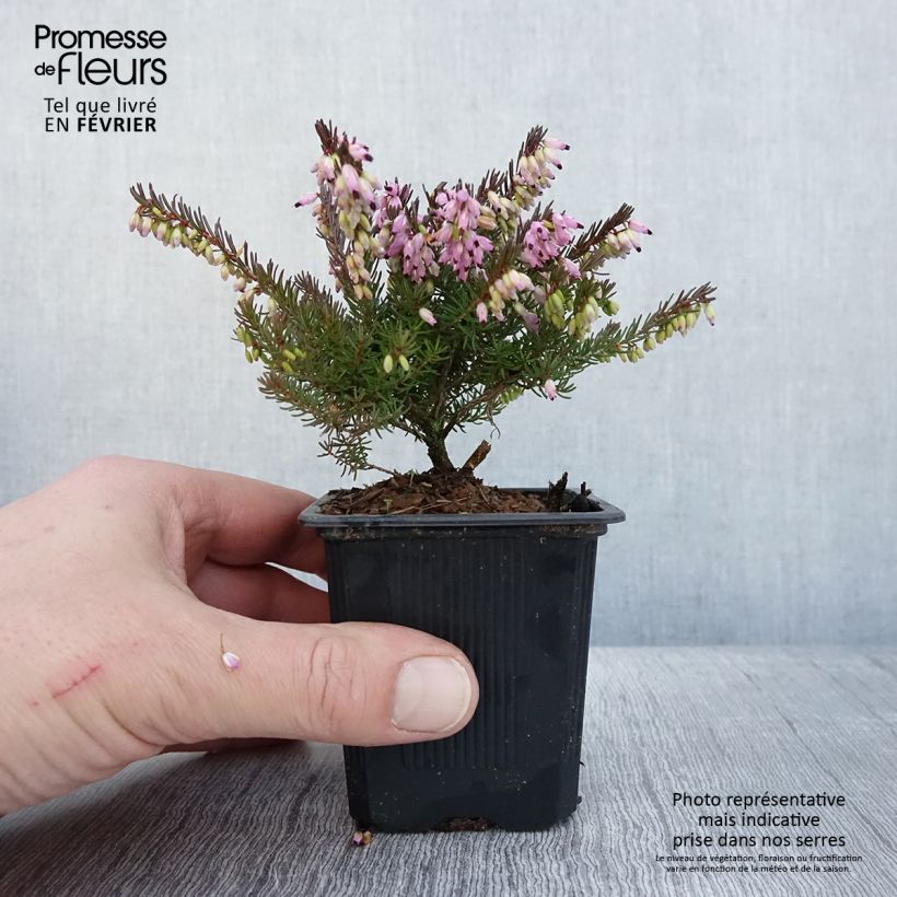 Exemplar von Winterblühende Heide Spring Surprise - Erica darleyensis Kleine Töpfe von 8/9 cm wie im Winter geliefert