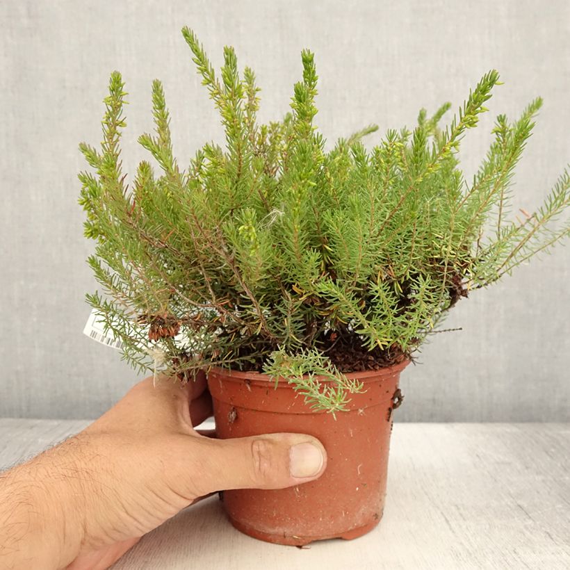 Example of Winterblühende Heide Spring Surprise - Erica darleyensis Topf mit 1L/1,5L as you get in ete