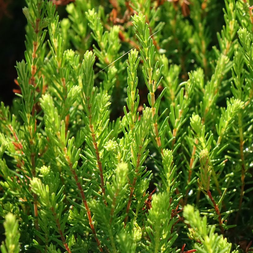 Winterblühende Heide Spring Surprise - Erica darleyensis (Foliage)