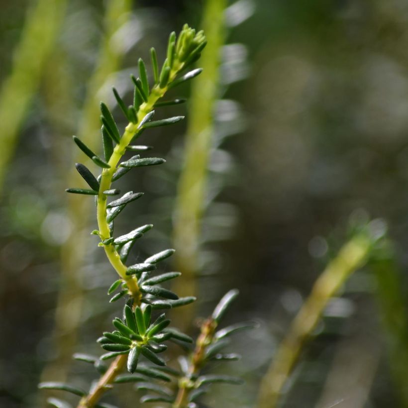 Winterblühende Heide Winter Belles Katia - Erica darleyensis (Foliage)