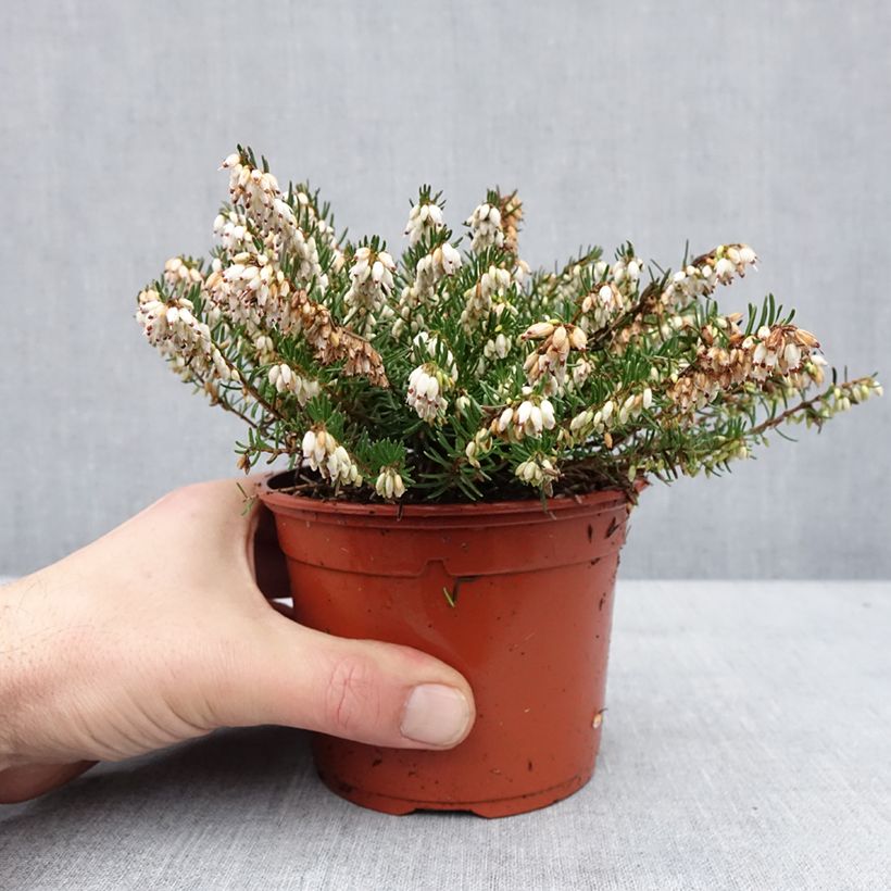 Example of Winterblühende Heide Winter Belles Katia - Erica darleyensis Topf mit 1L/1,5L as you get in hiver