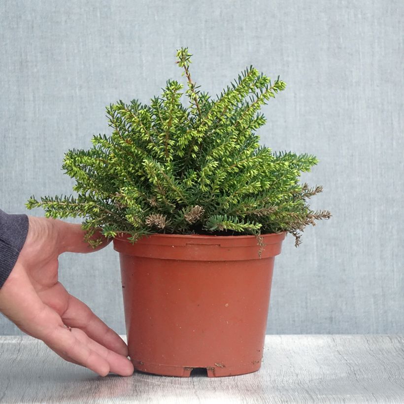Example of Winterblühende Heide Winter Belles Katia - Erica darleyensis Topf mit 2L/3L as you get in ete