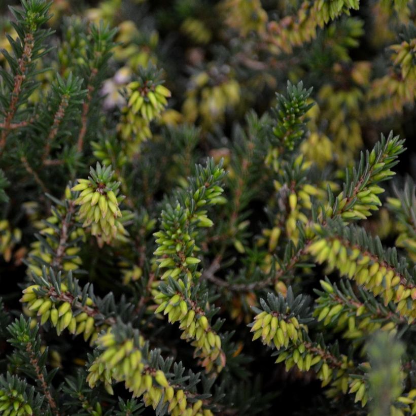 Winterblühende Heide Winter Belles Phoebe - Erica darleyensis (Foliage)
