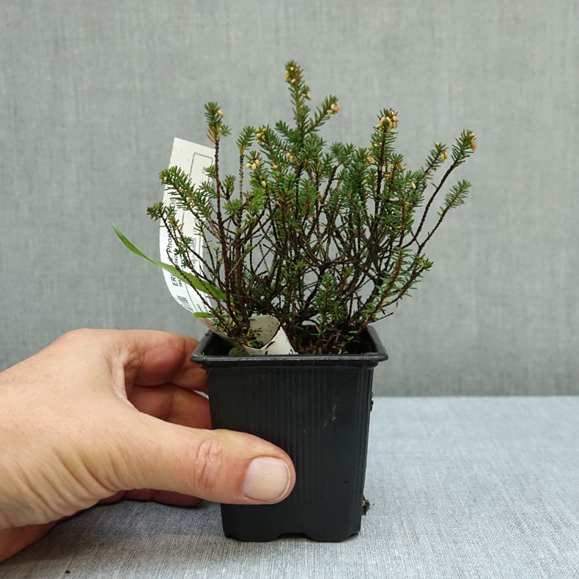 Exemplar von Winterblühende Heide Winter Belles Phoebe - Erica darleyensis Kleine Töpfe von 8/9 cm wie im Herbst geliefert