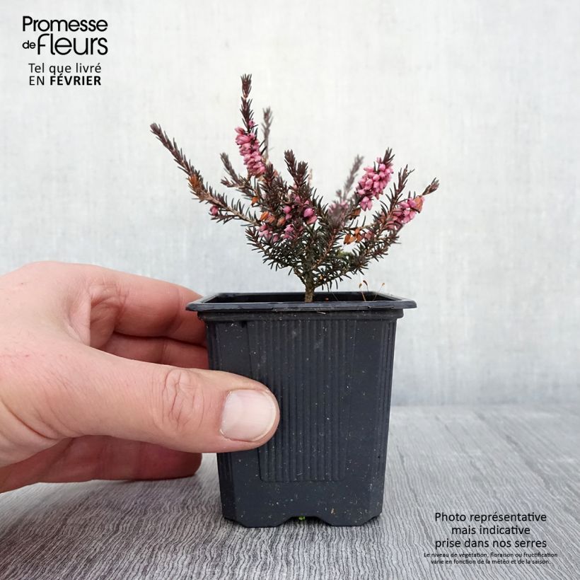 Exemplar von Winterblühende Heide Winter Belles Phoebe - Erica darleyensis Kleine Töpfe von 8/9 cm wie im Winter geliefert