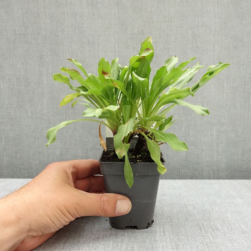 Exemplar von Berufkraut Dignity - Erigeron Kleine Töpfe von 8/9 cm wie im Frühjahr geliefert