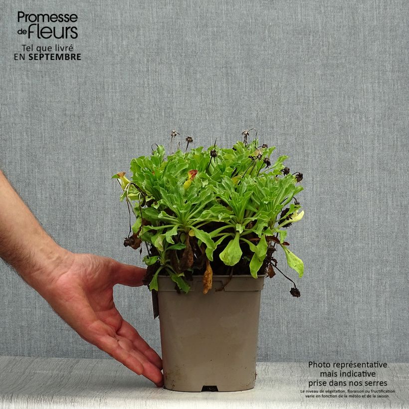 Example of Strand-Berufkraut Sea Breeze - Erigeron glaucus Topf mit 2L/3L as you get in automne