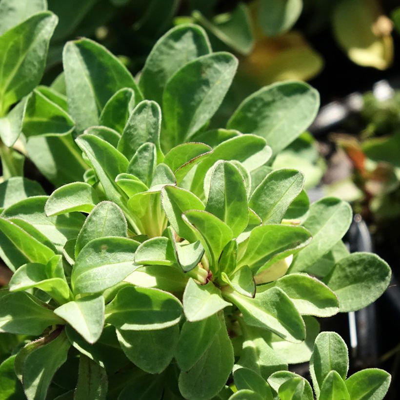 Strand-Berufkraut - Erigeron glaucus (Foliage)