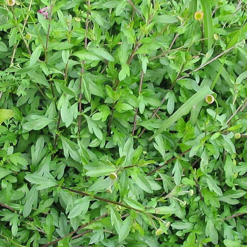 Karwinskis Feinstrahl - Erigeron karvinskianus (Foliage)