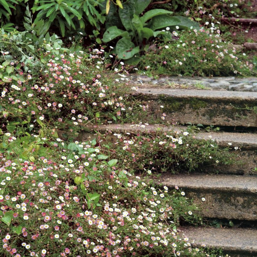 Karwinskis Feinstrahl - Erigeron karvinskianus (Plant habit)