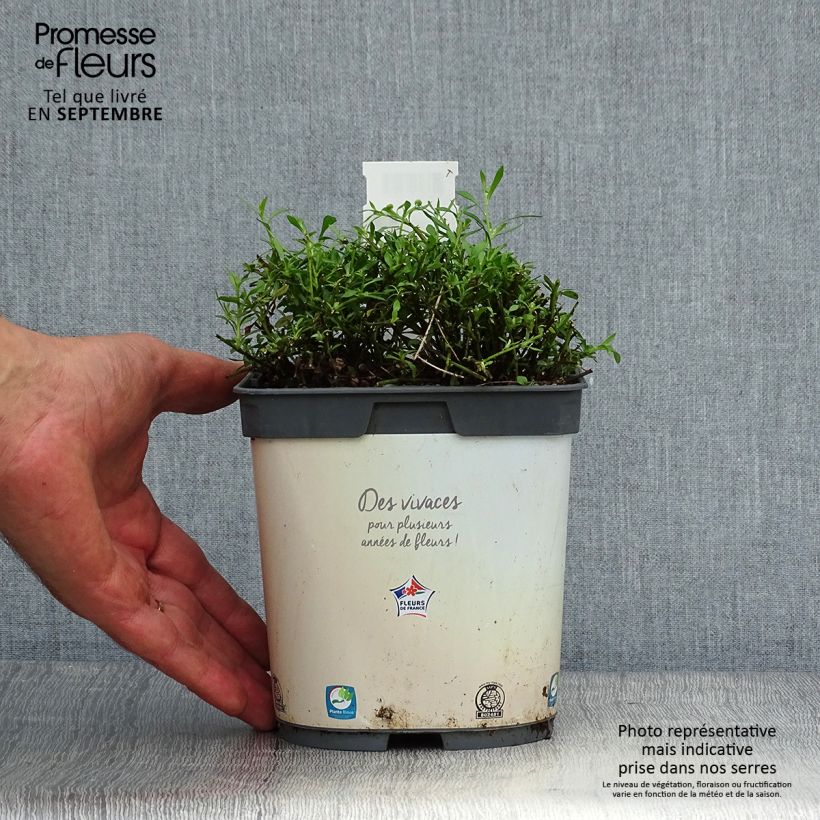 Example of Karwinskis Feinstrahl - Erigeron karvinskianus Topf mit 2L/3L as you get in automne