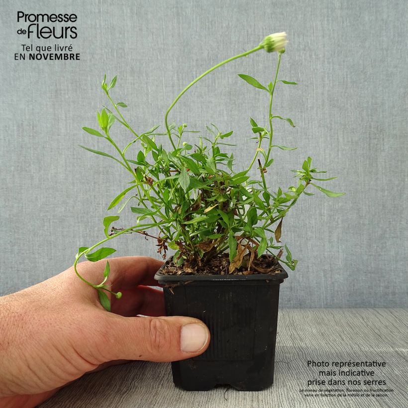 Example of Karwinskis Feinstrahl Lavender Lady - Erigeron karvinskianus Kleine Töpfe von 8/9 cm as you get in automne