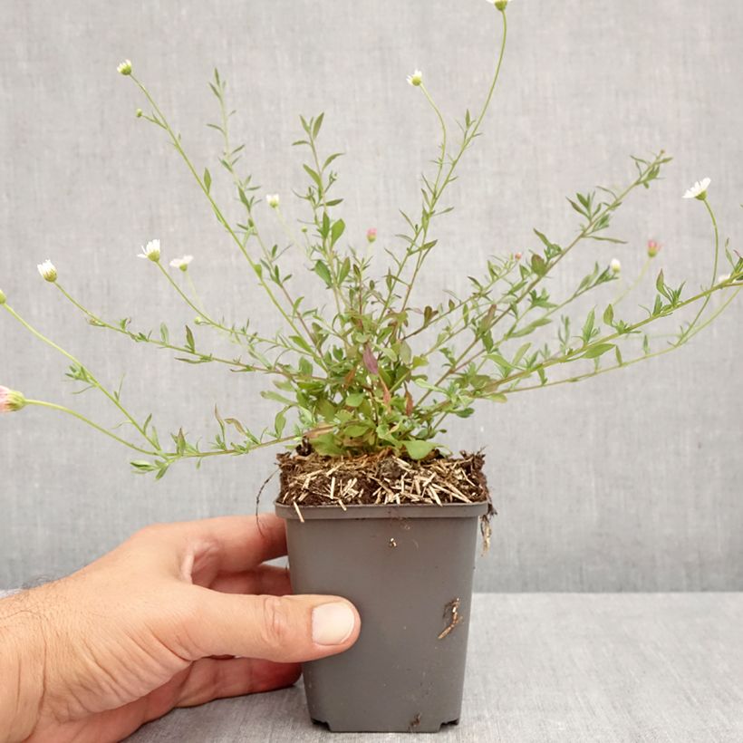 Exemplar von Karwinskis Feinstrahl - Erigeron karvinskianus Kleine Töpfe von 7/8 cm wie im Herbst geliefert