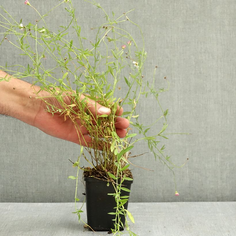Exemplar von Erigeron karvinskianus - Vergerette Godet de 7/8 cm wie im Sommer geliefert