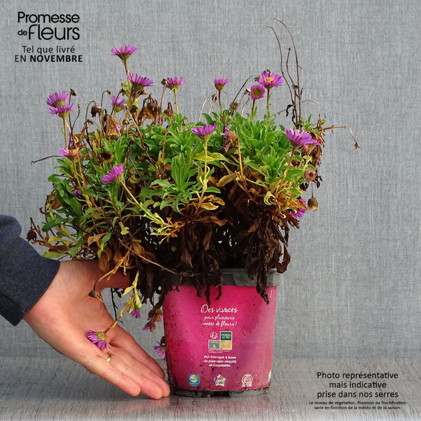 Example of Berufkraut - Erigeron leiomerus Topf mit 2L/3L as you get in automne