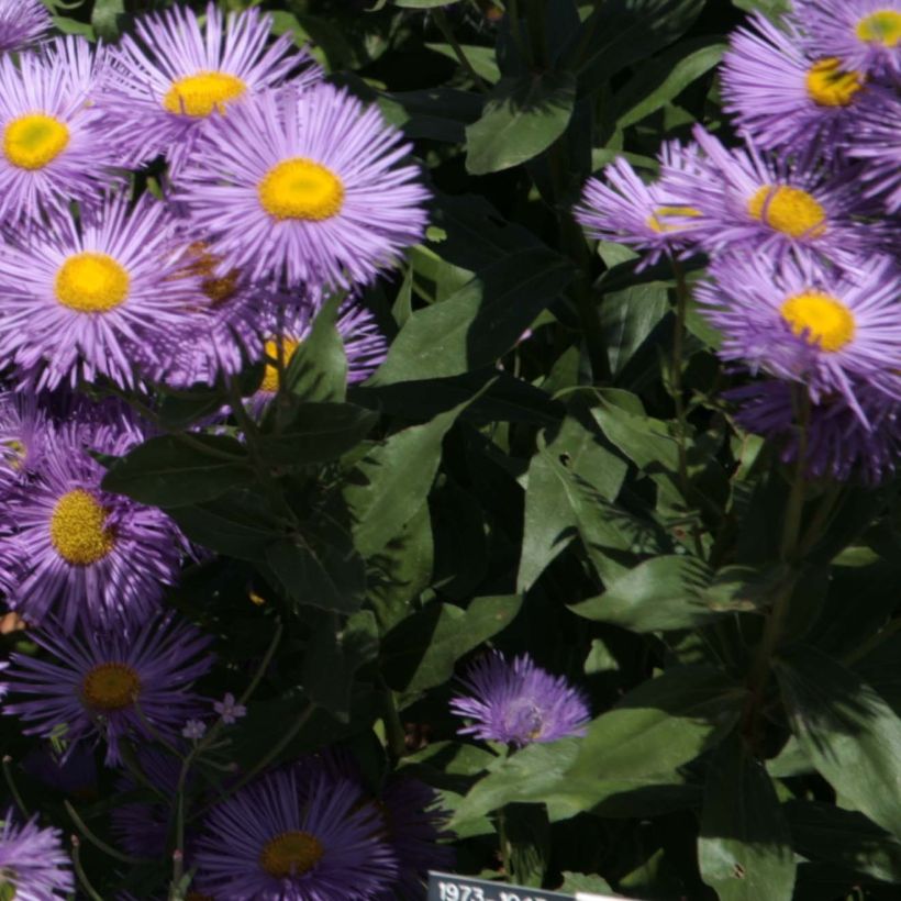Berufkraut Strahlenmeer - Erigeron (Foliage)