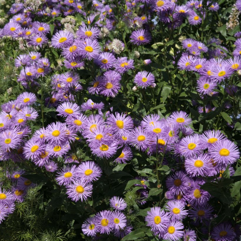 Berufkraut Strahlenmeer - Erigeron (Flowering)