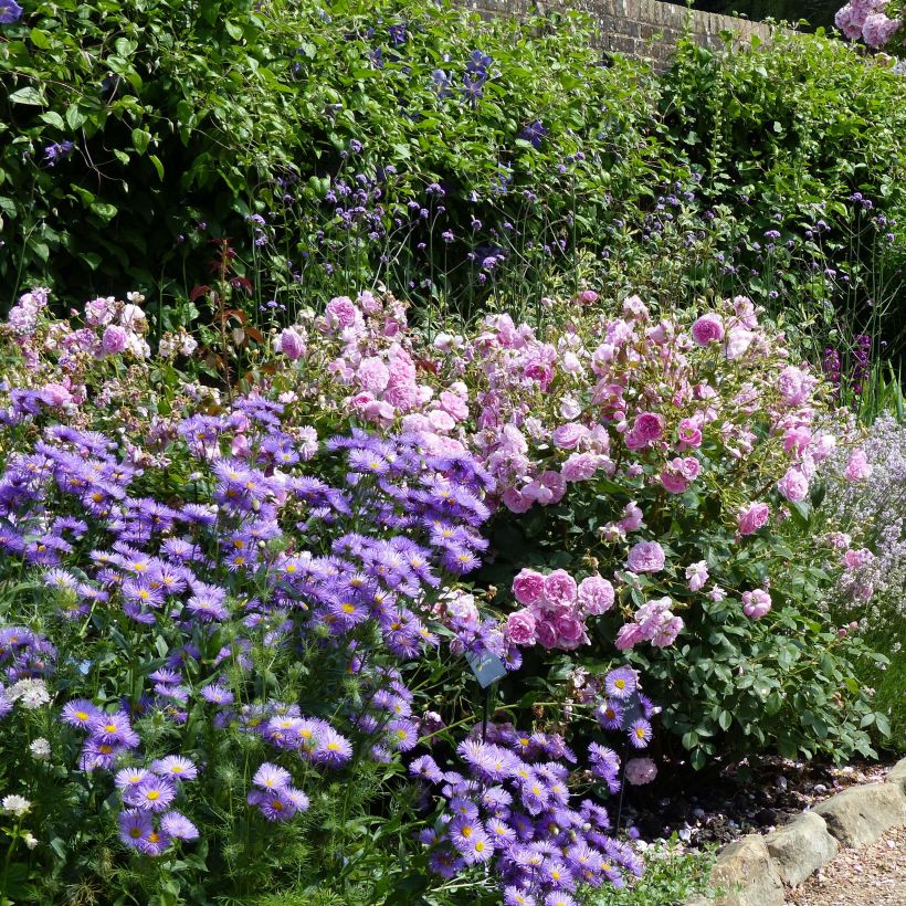 Berufkraut Strahlenmeer - Erigeron (Plant habit)