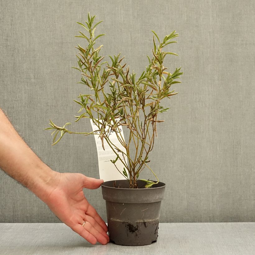 Exemplar von Eriostemon myoporoides Flower Girl Pink - Langblättrige Wachsblume Topf mit 1L/1,5L wie im Herbst geliefert
