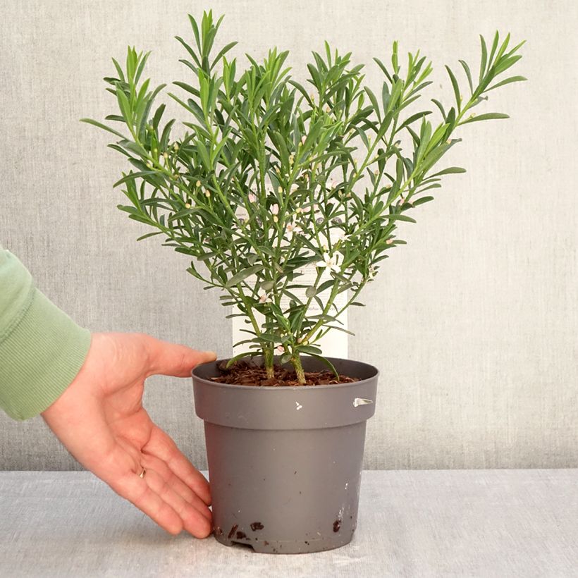 Exemplar von Eriostemon myoporoides Flower Girl Pink - Langblättrige Wachsblume Topf mit 1L/1,5L wie im Winter geliefert