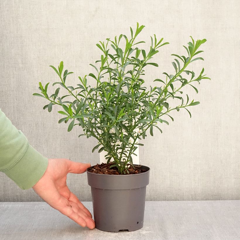 Exemplar von Eriostemon myoporoides Flower Girl White - Langblättrige Wachsblume Topf mit 1L/1,5L wie im Winter geliefert