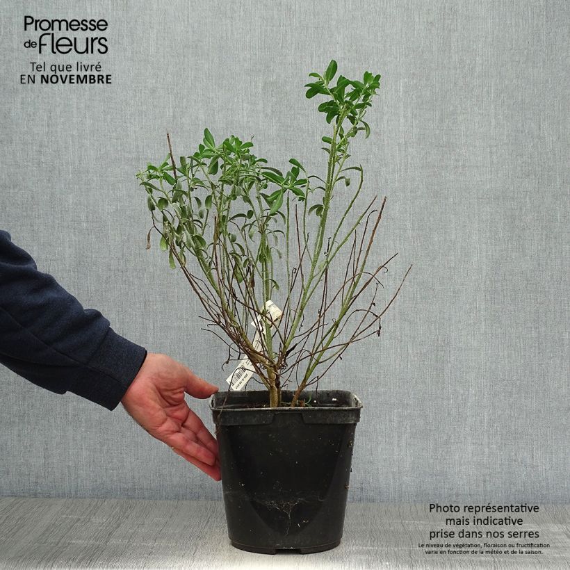 Example of Eriostemon myoporoides - Langblättrige Wachsblume Topf mit 3L/4L as you get in automne