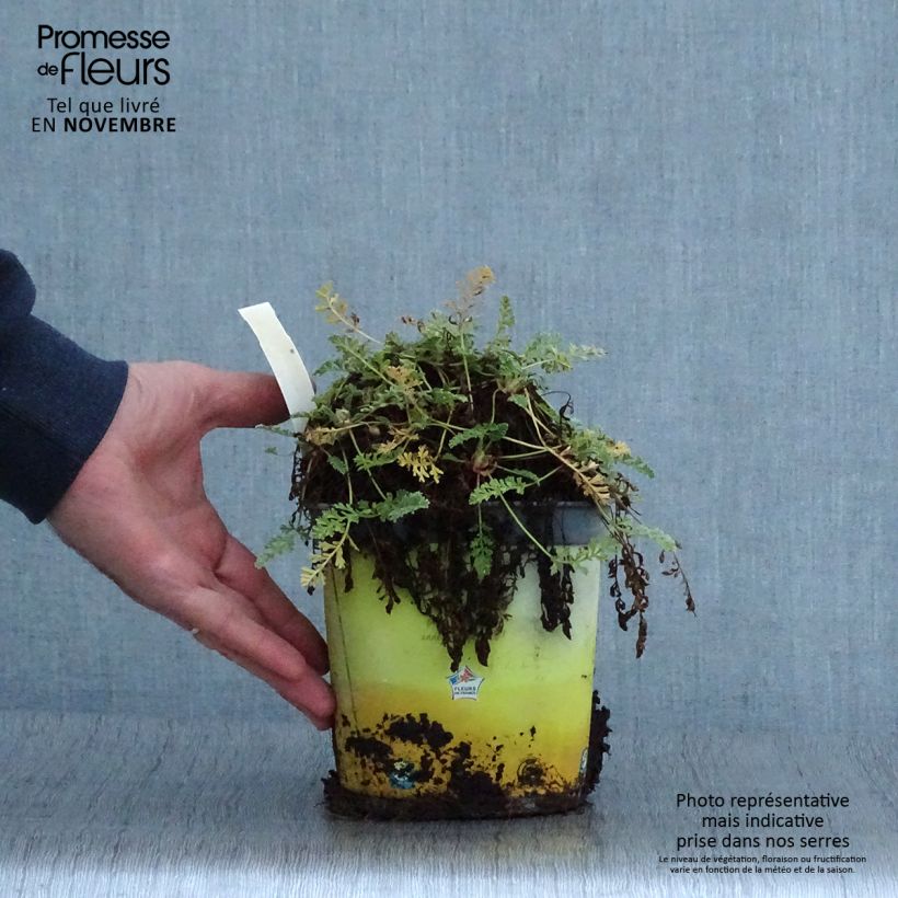 Example of Erodium chrysanthum - Gelber Reiherschnabel Topf mit 2L/3L as you get in automne