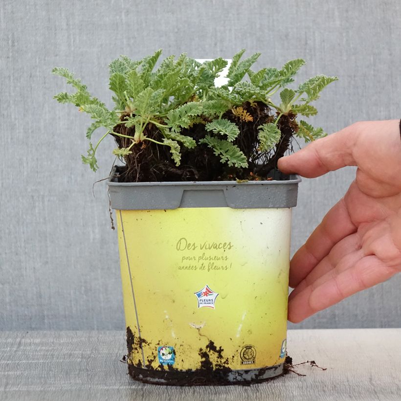 Exemplar von Erodium chrysanthum - Gelber Reiherschnabel Topf mit 2L/3L wie im Frühjahr geliefert