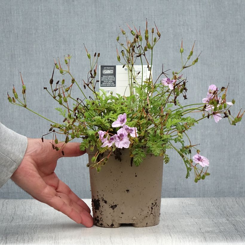 Example of Erodium glandulosum Spanish Eyes - Drüsiger Felsen-Reiherschnabel Topf mit 2L/3L as you get in ete