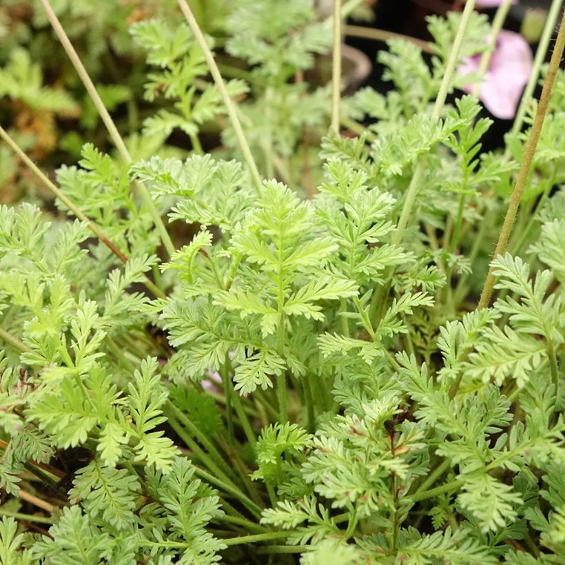 Erodium glandulosum Spanish Eyes - Drüsiger Felsen-Reiherschnabel (Foliage)