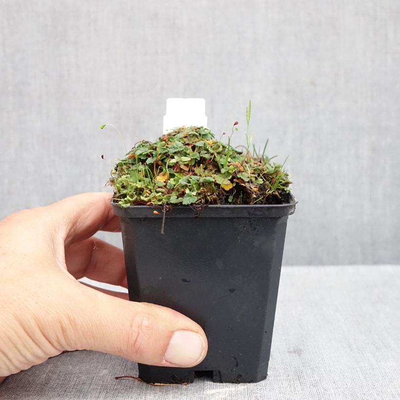 Exemplar von Erodium variabile Album - Reiherschnabel Kleine Töpfe von 8/9 cm wie im Herbst geliefert
