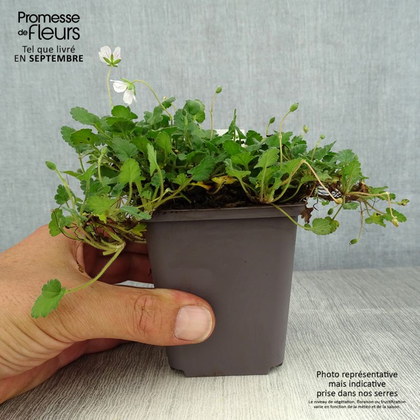 Example of Erodium variabile Album - Reiherschnabel Kleine Töpfe von 8/9 cm as you get in ete