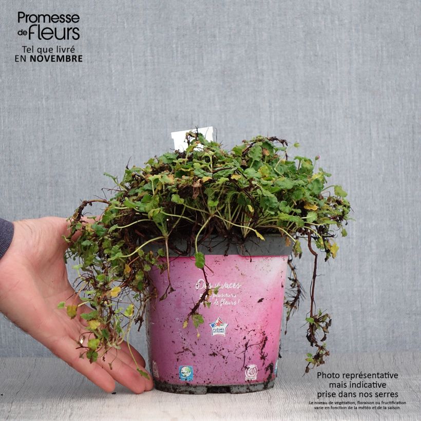 Example of Erodium Bishop's Form - Reiherschnabel Topf mit 2L/3L as you get in automne