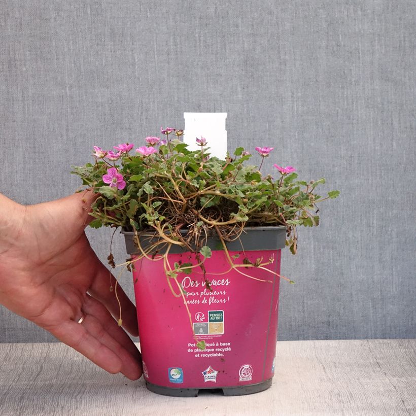 Exemplar von Erodium Bishop's Form - Reiherschnabel Topf mit 2L/3L wie im Sommer geliefert