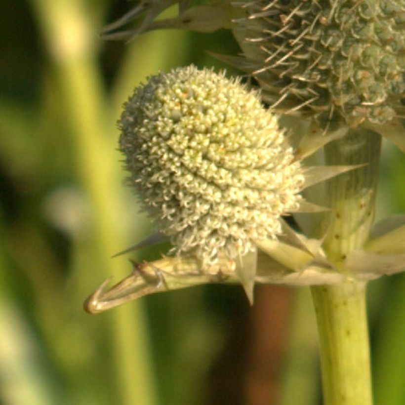 Eryngium agavifolium - Agavenblättrige Mannstreu (Flowering)