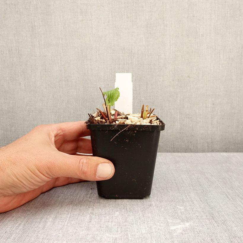 Exemplar von Eryngium alpinum Blue Star - Alpen-Mannstreu Kleine Töpfe von 8/9 cm wie im Herbst geliefert