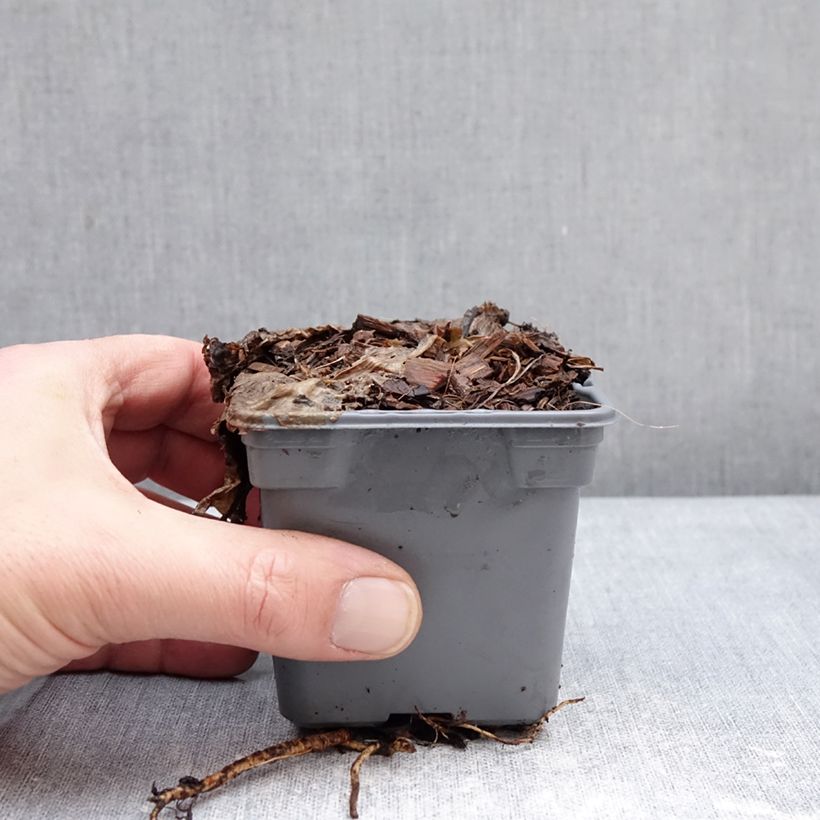 Exemplar von Eryngium Grumpy - Panicaut Godet de 8/9 cm wie im Winter geliefert