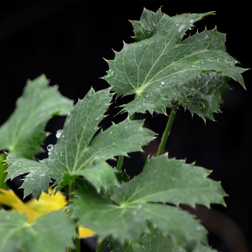 Eryngium zabelii Jos Eijking - Garten-Mannstreu (Foliage)