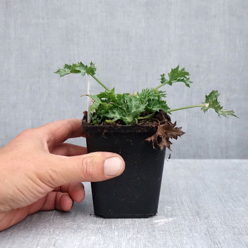 Exemplar von Eryngium maritimum Lapis Blue - Strand-Mannstreu Kleine Töpfe von 8/9 cm wie im Herbst geliefert