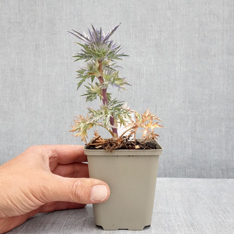 Exemplar von Eryngium maritimum Lapis Blue - Strand-Mannstreu Kleine Töpfe von 8/9 cm wie im Frühjahr geliefert