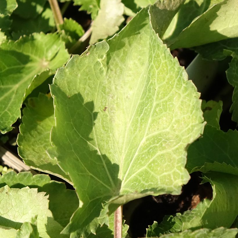 Eryngium maritimum Lapis Blue - Strand-Mannstreu (Foliage)