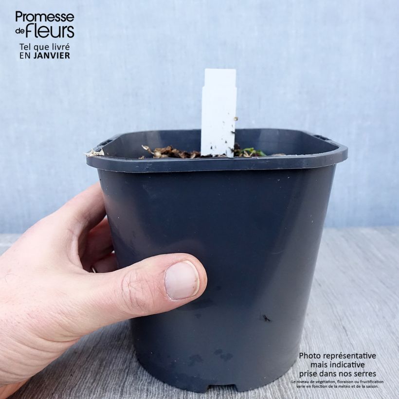 Example of Eryngium maritimum - Strand-Mannstreu Topf mit 2L/3L as you get in hiver