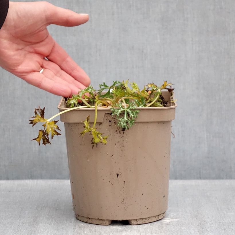 Exemplar von Eryngium bourgatii Pico's Amethyst - Pyrenäen-Mannstreu Topf mit 3L/4L wie im Herbst geliefert