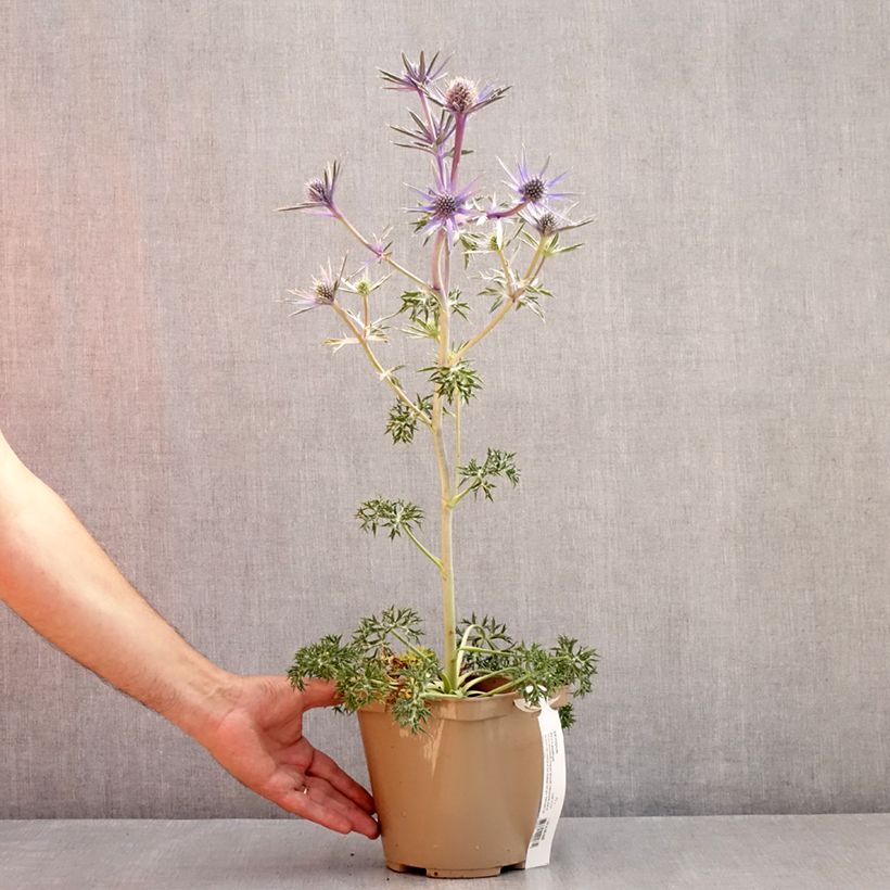 Example of Eryngium bourgatii Pico's Amethyst - Pyrenäen-Mannstreu Topf mit 3L/4L as you get in ete