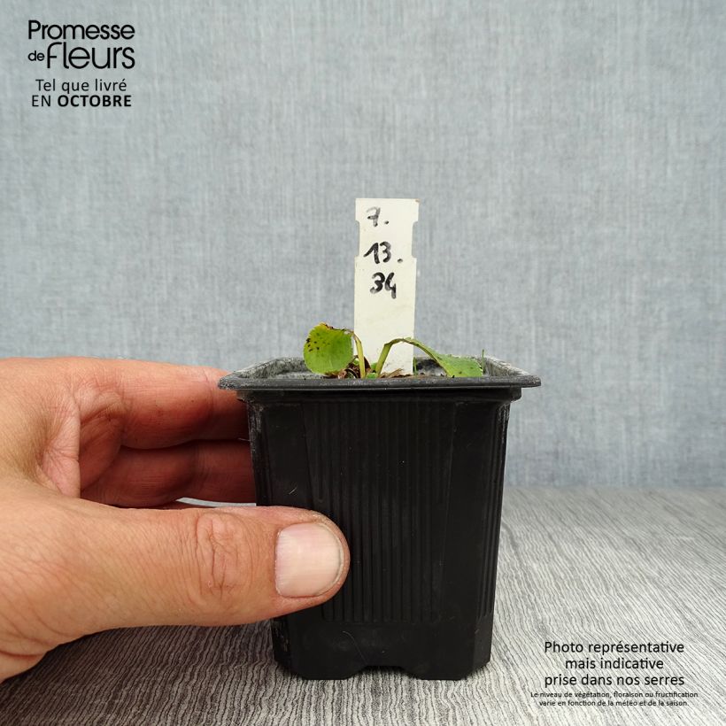 Example of Eryngium planum Blue Hobbit - Flachblättrige Mannstreu Kleine Töpfe von 8/9 cm as you get in automne