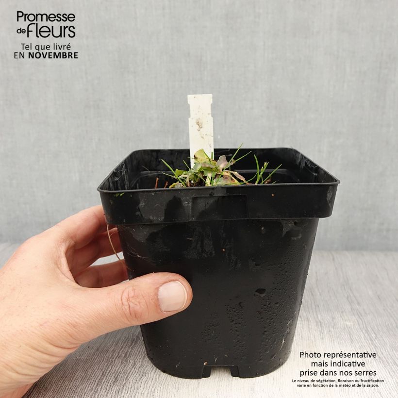 Example of Eryngium planum Blue Hobbit - Flachblättrige Mannstreu Topf mit 2L/3L as you get in automne