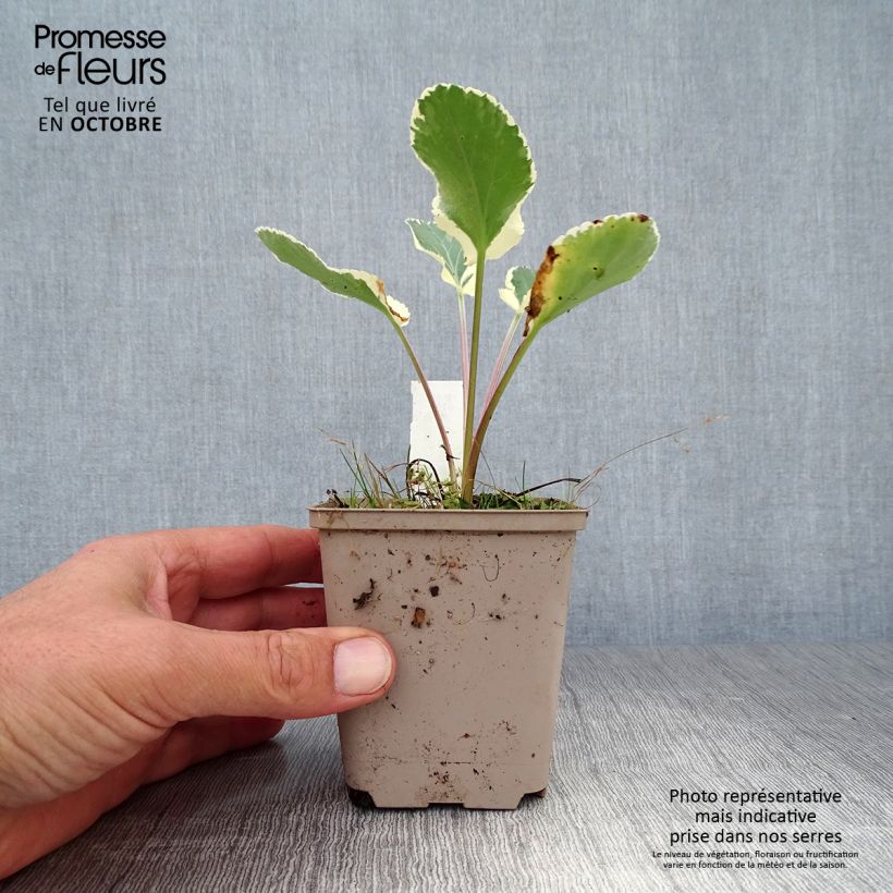 Example of Eryngium planum Jade Frost - Flachblättrige Mannstreu Kleine Töpfe von 8/9 cm as you get in automne